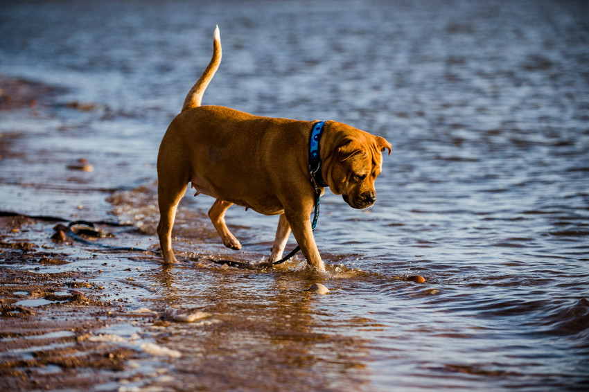 Dogs drinking discount river water